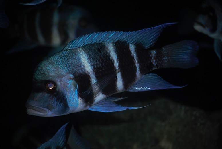 Cyphotilapia gibberosa 'Kansombo'